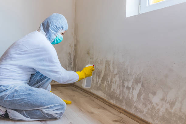 Licensed Mold Remediation service in Bluefield, VA - 24 Hour Mold Removal