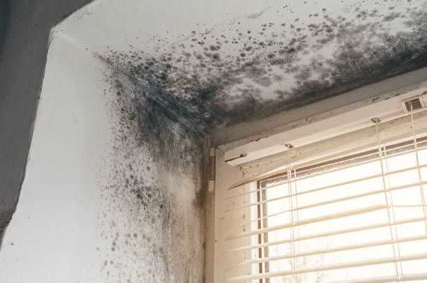 Affordable Mold Remediation solutions in Bluefield, VA